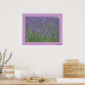 Lavendel Poster (Küche)