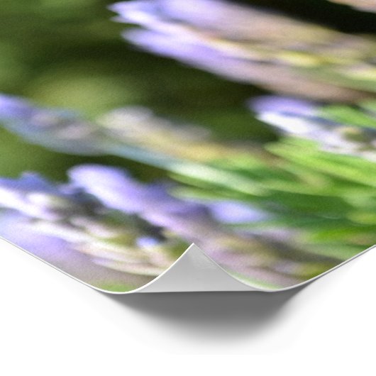 Lavendel Poster (Ecke)