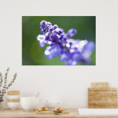 Lavendel Poster (Küche)