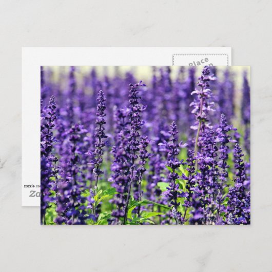 Lavendel Postkarte (Vorne/Hinten)