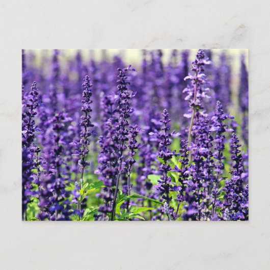 Lavendel Postkarte (Vorderseite)