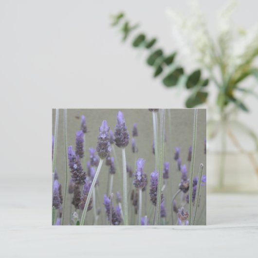 Lavendel Postkarte (Stehend Vorderseite)
