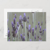 Lavendel Postkarte (Vorne/Hinten)