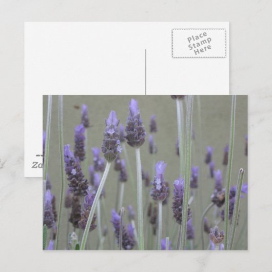 Lavendel Postkarte (Vorne/Hinten)