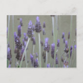 Lavendel Postkarte (Vorderseite)