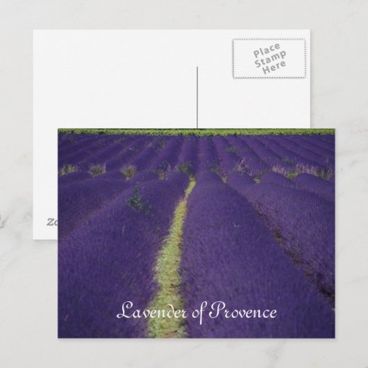 Lavendel Postkarte (Vorne/Hinten)