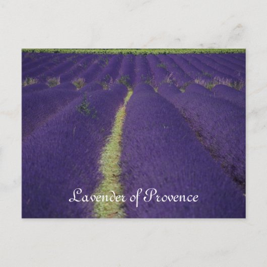Lavendel Postkarte (Vorderseite)