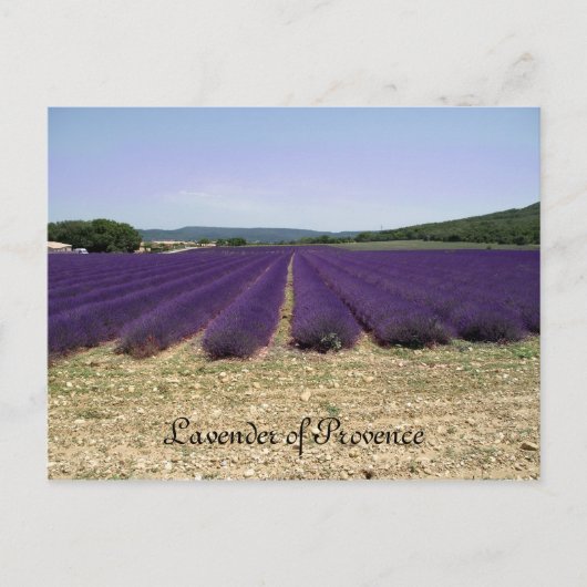 Lavendel Postkarte (Vorderseite)