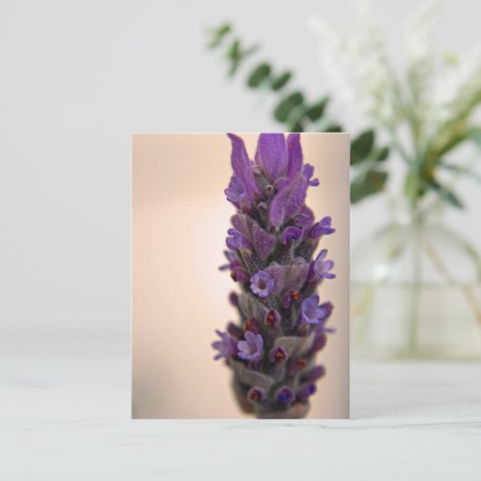 Lavendel Postkarte (Stehend Vorderseite)