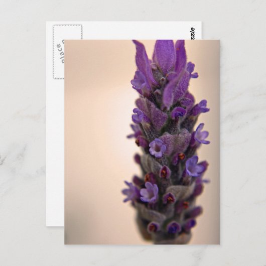 Lavendel Postkarte (Vorne/Hinten)