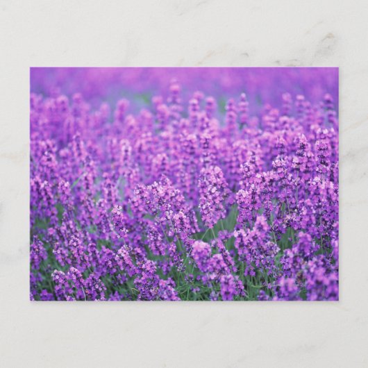 Lavendel Postkarte (Vorderseite)