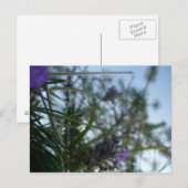 Lavendel Postkarte (Vorne/Hinten)