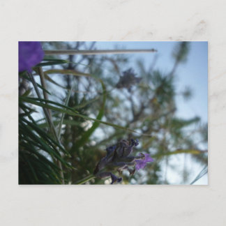Lavendel Postkarte