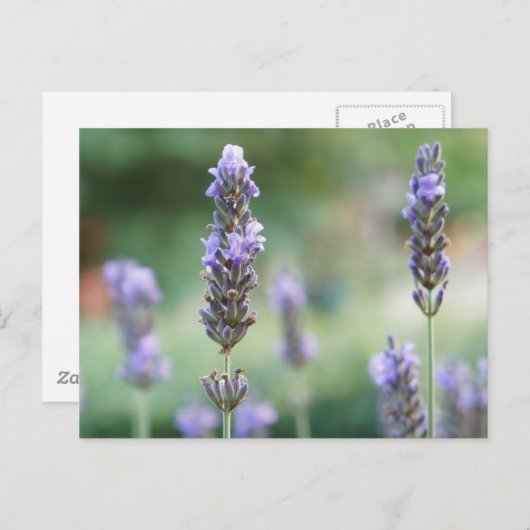 Lavendel Postkarte (Vorne/Hinten)