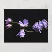 Lavendel Postkarte (Vorderseite)