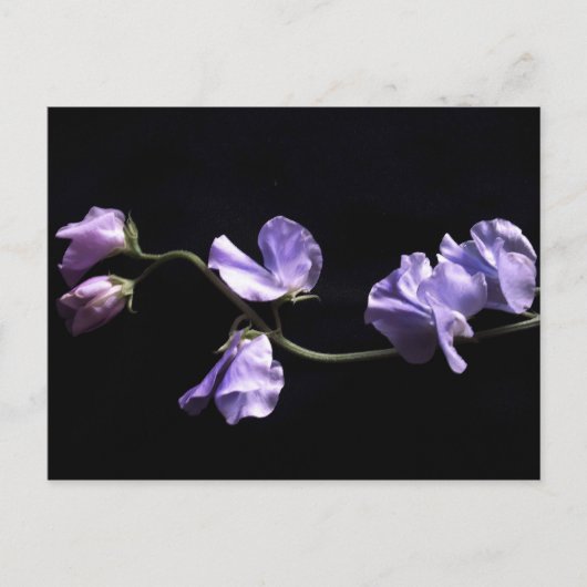 Lavendel Postkarte (Vorderseite)