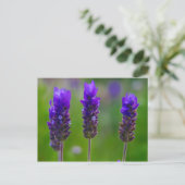 Lavendel Postkarte (Stehend Vorderseite)