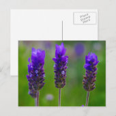 Lavendel Postkarte (Vorne/Hinten)