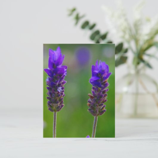 Lavendel Postkarte (Stehend Vorderseite)