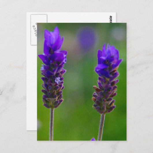 Lavendel Postkarte (Vorne/Hinten)