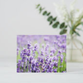 Lavendel Postkarte (Stehend Vorderseite)