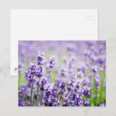 Lavendel Postkarte (Vorne/Hinten)