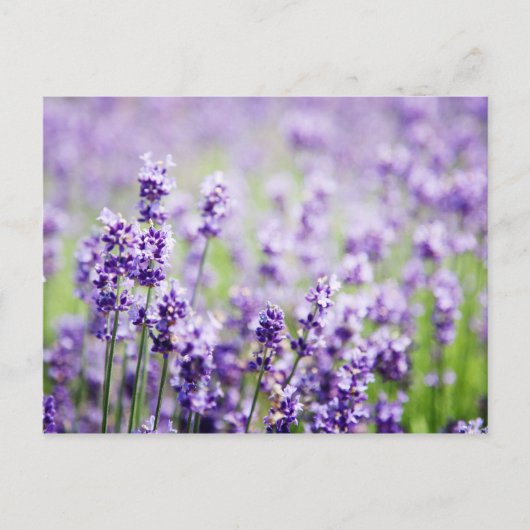 Lavendel Postkarte (Vorderseite)