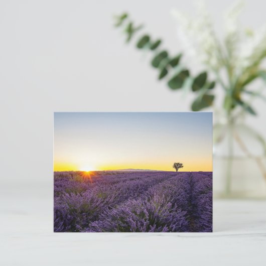 Lavendel Postkarte (Stehend Vorderseite)