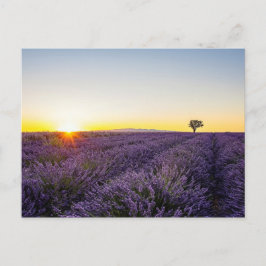 Lavendel Postkarte