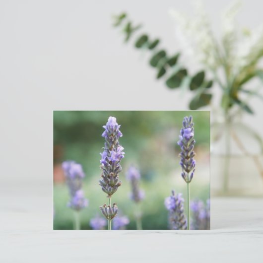 Lavendel Postkarte (Stehend Vorderseite)