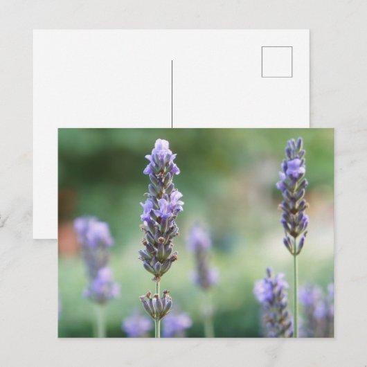 Lavendel Postkarte (Vorne/Hinten)