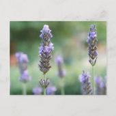 Lavendel Postkarte (Vorderseite)