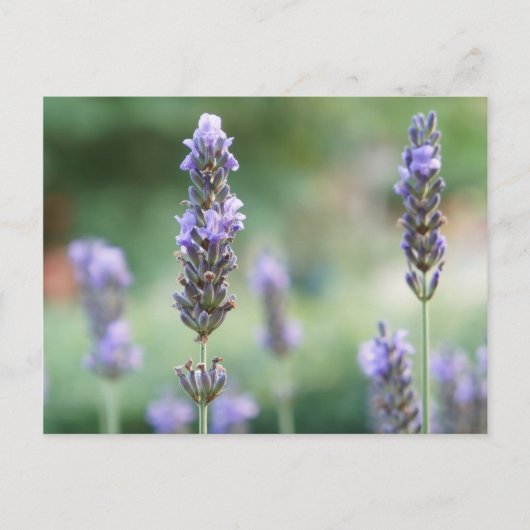 Lavendel Postkarte (Vorderseite)