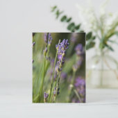 Lavendel Postkarte (Stehend Vorderseite)