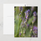 Lavendel Postkarte (Vorne/Hinten)