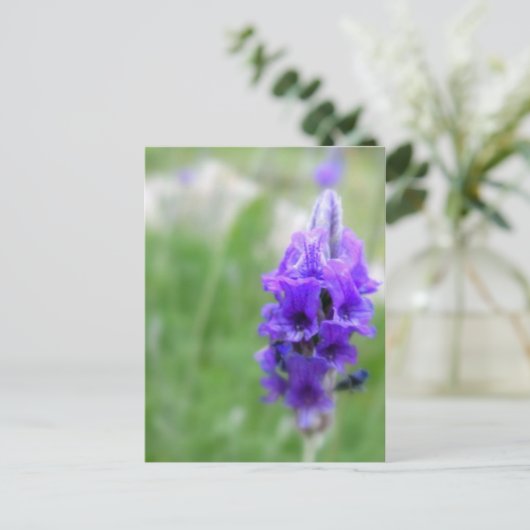 Lavendel Postkarte (Stehend Vorderseite)