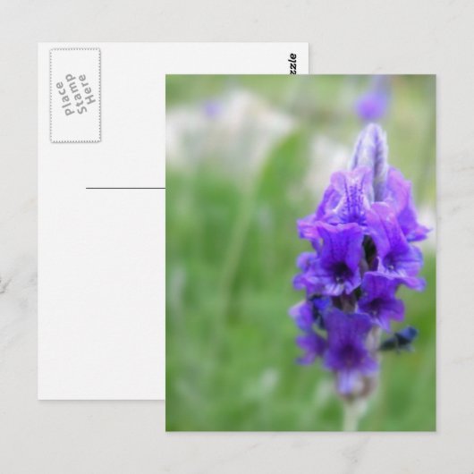 Lavendel Postkarte (Vorne/Hinten)