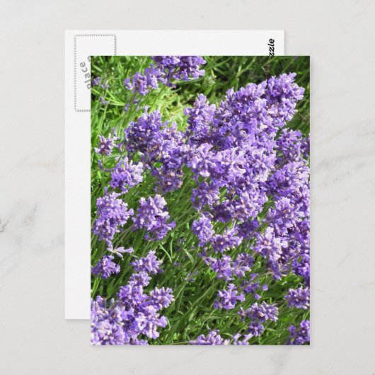 Lavendel Postkarte (Vorne/Hinten)