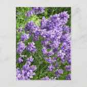 Lavendel Postkarte (Vorderseite)