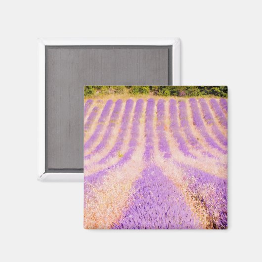 Lavendel Provence Frankreich Magnet (Vorderseite/Rückseite)