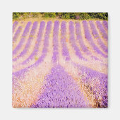 Lavendel Provence Frankreich Magnet (Vorne)