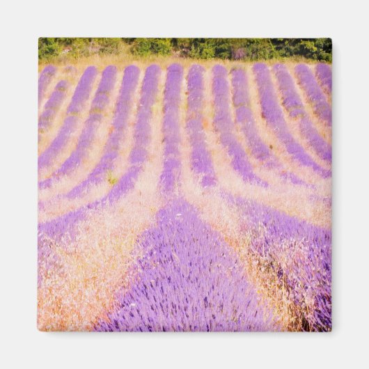 Lavendel Provence Frankreich Magnet (Vorne)
