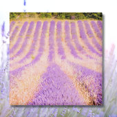 Lavendel Provence Frankreich Magnet