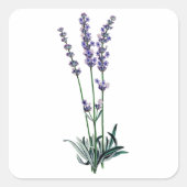 Lavendel Quadratischer Aufkleber (Vorderseite)