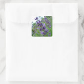 Lavendel Quadratischer Aufkleber (Tasche)
