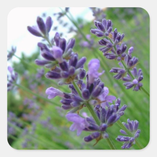Lavendel Quadratischer Aufkleber (Vorderseite)