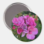 Lavendel Rosa Rose Magnet (Vorderseite/Rückseite)