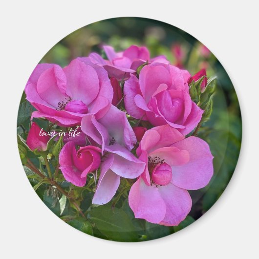 Lavendel Rosa Rose Magnet (Vorne)