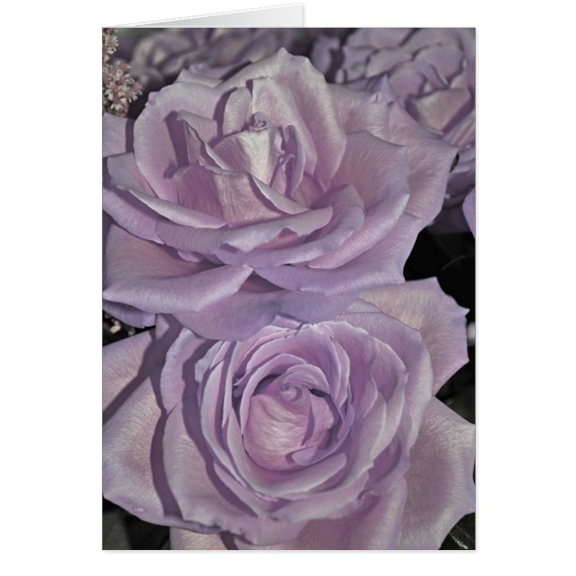 Lavendel-Rose (Vorne)