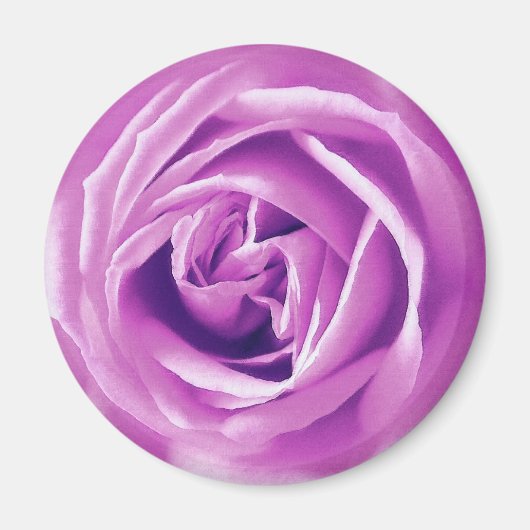 Lavendel-Rose Magnet (Vorne)